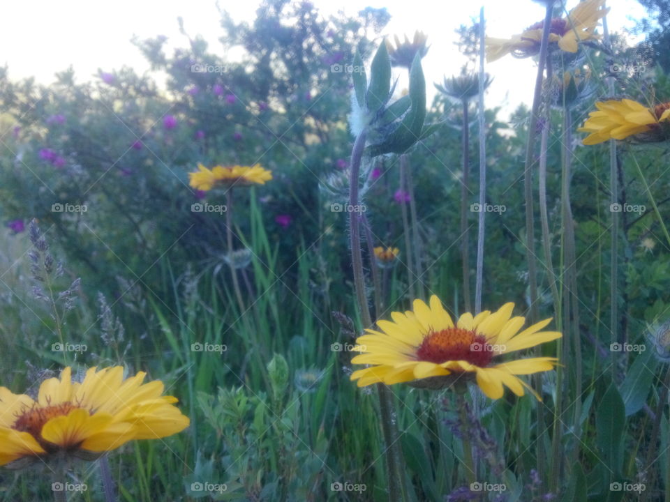 Flower, Summer, Nature, Flora, Field