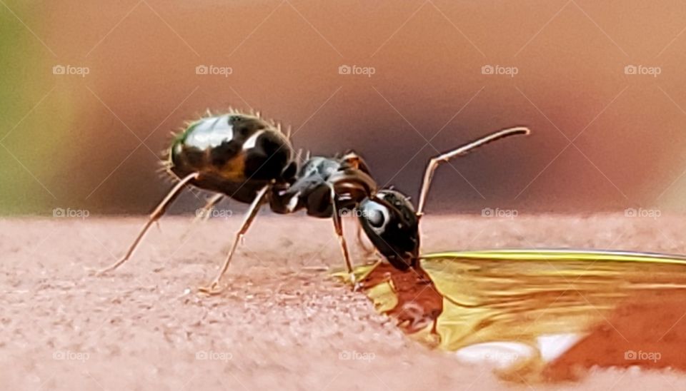 Ant drinking water