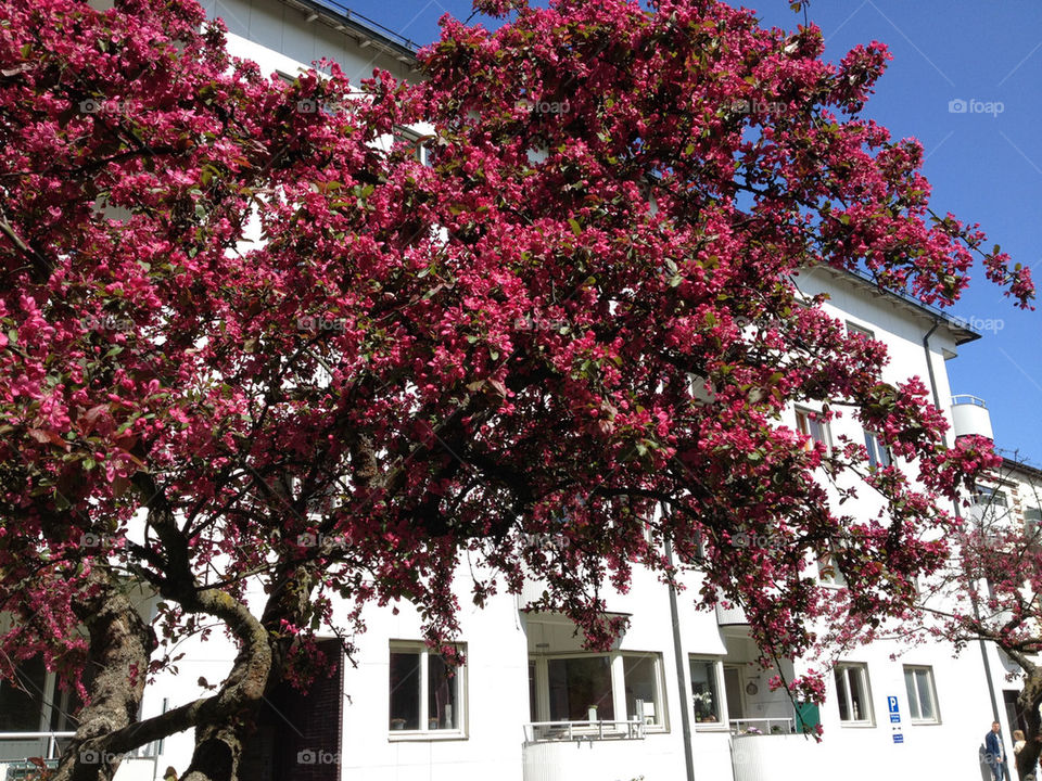 malmö spring red skåne by nitha75