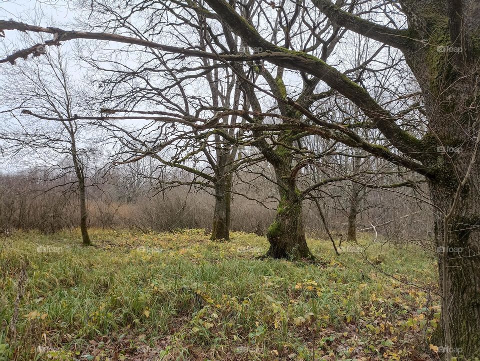 In the autumn forest