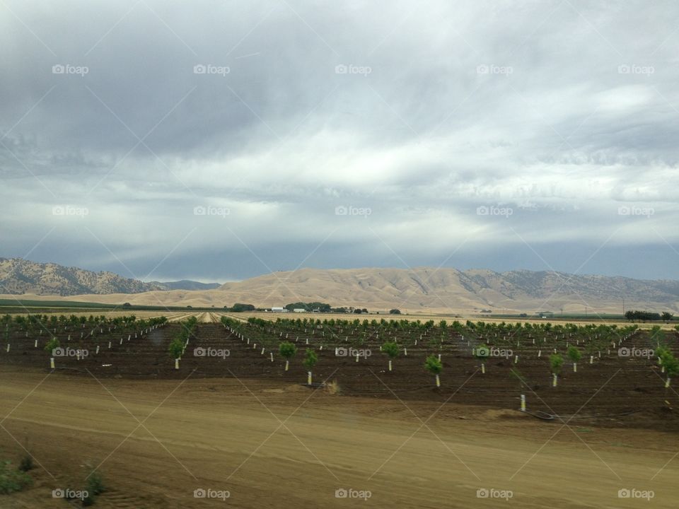 Vineyards in California