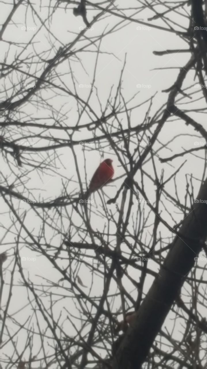 red bird in the rain