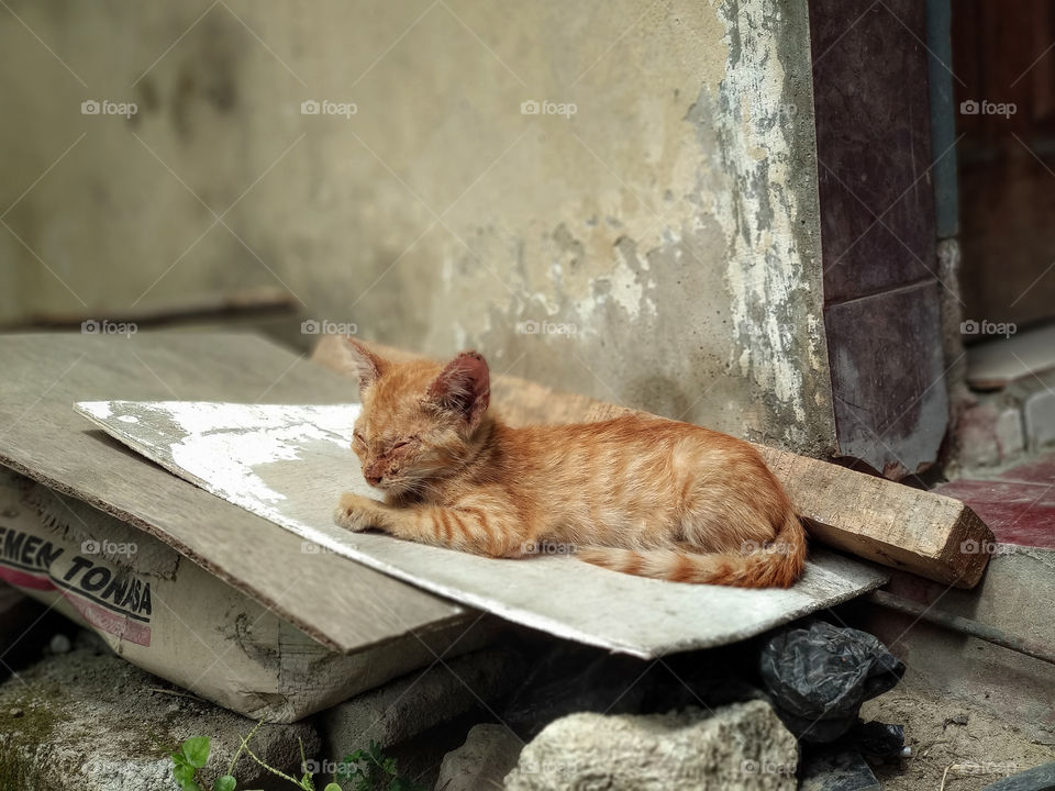 abandoned kitten