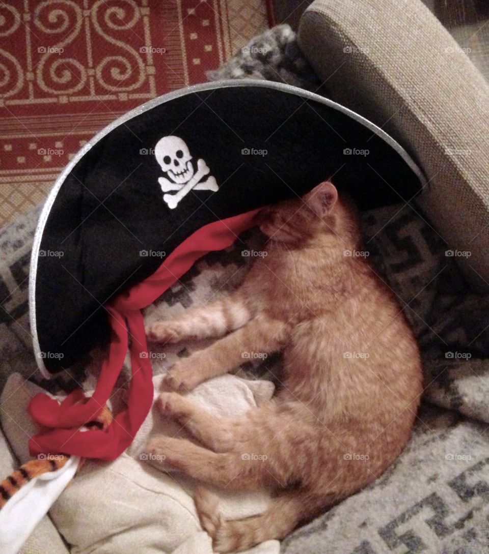 cat in pirate hat