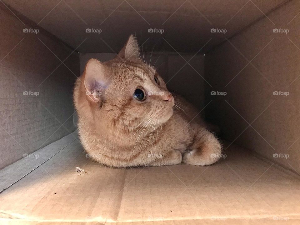An orange tabby cat sitting in a cardboard box 