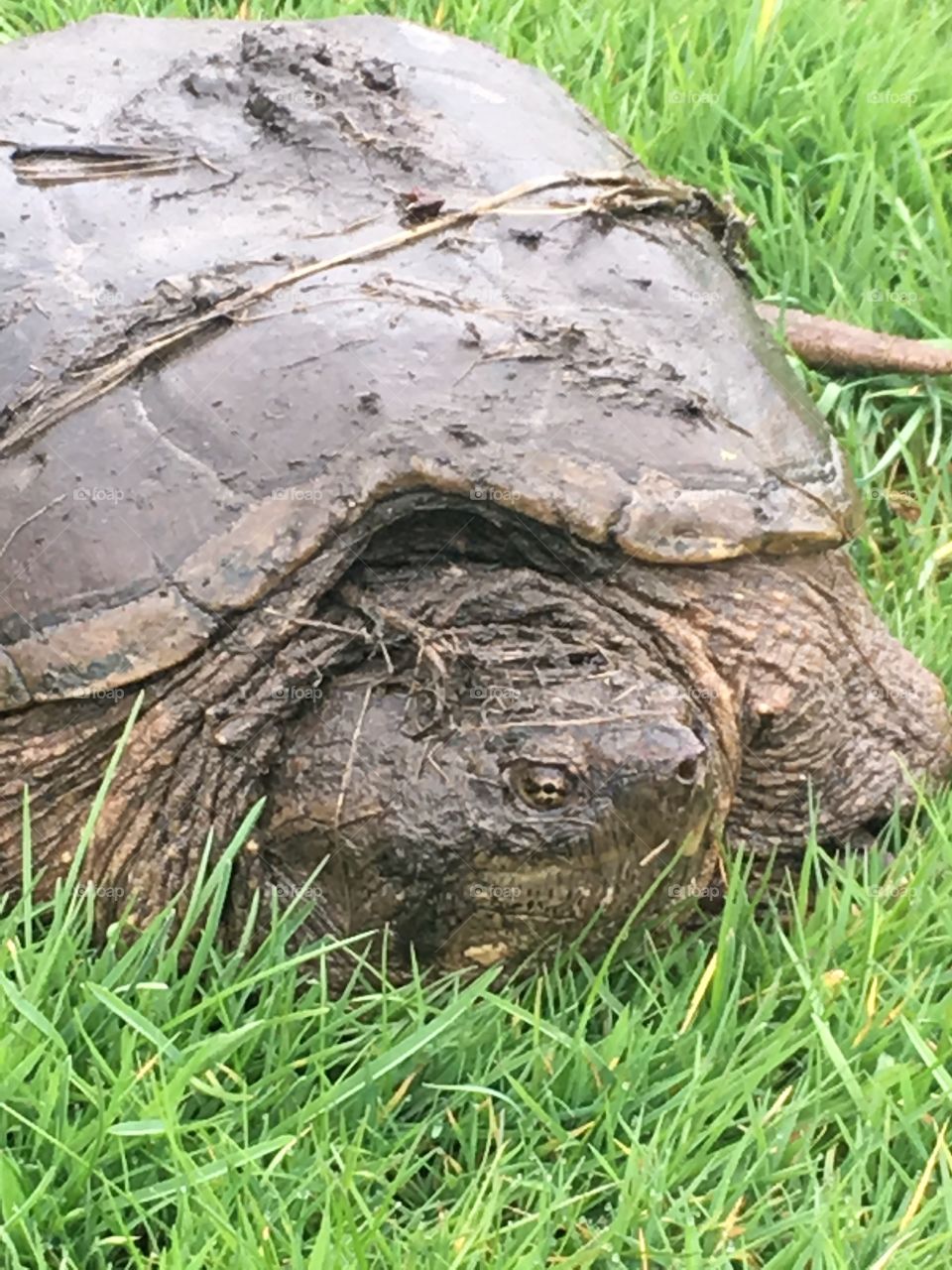Snapping turtle