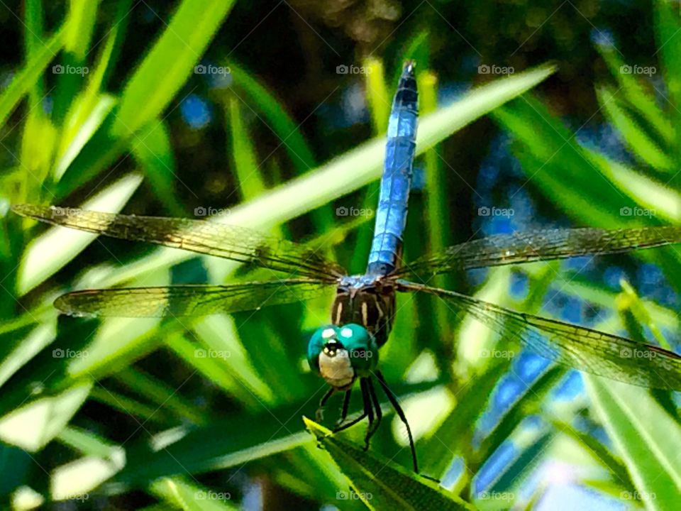 Dragonfly handstand 