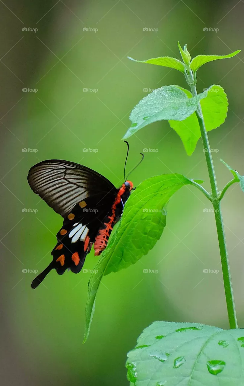 beautiful butterfly in the garden