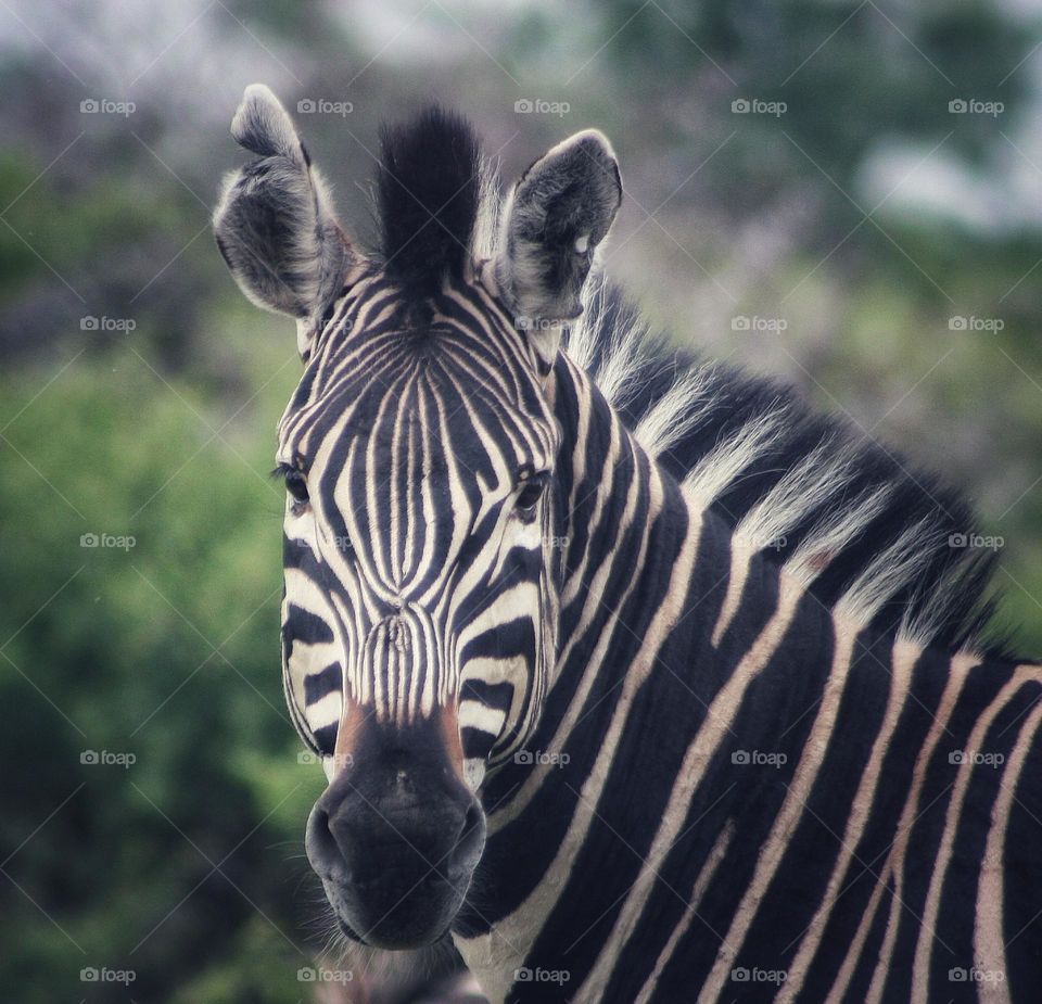 when a zebra looks at you.