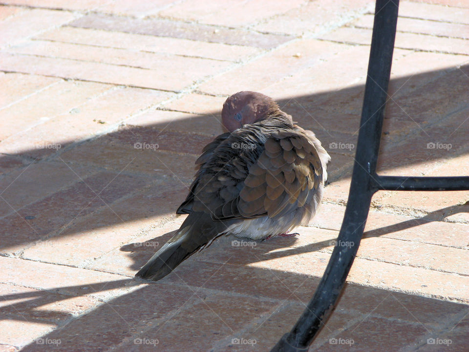 pigeon in Hurghada resort by the red Sea Egypt