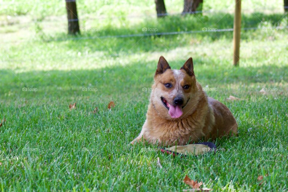 Summer Pets - a Red Heeler / Australian Cattle Dog enjoying a shady spot on a hot summer's day