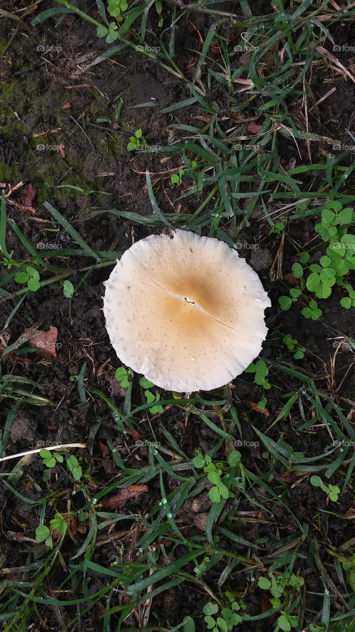 mushroom