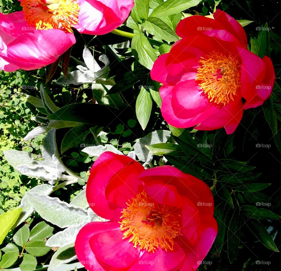 Peonies in the garden