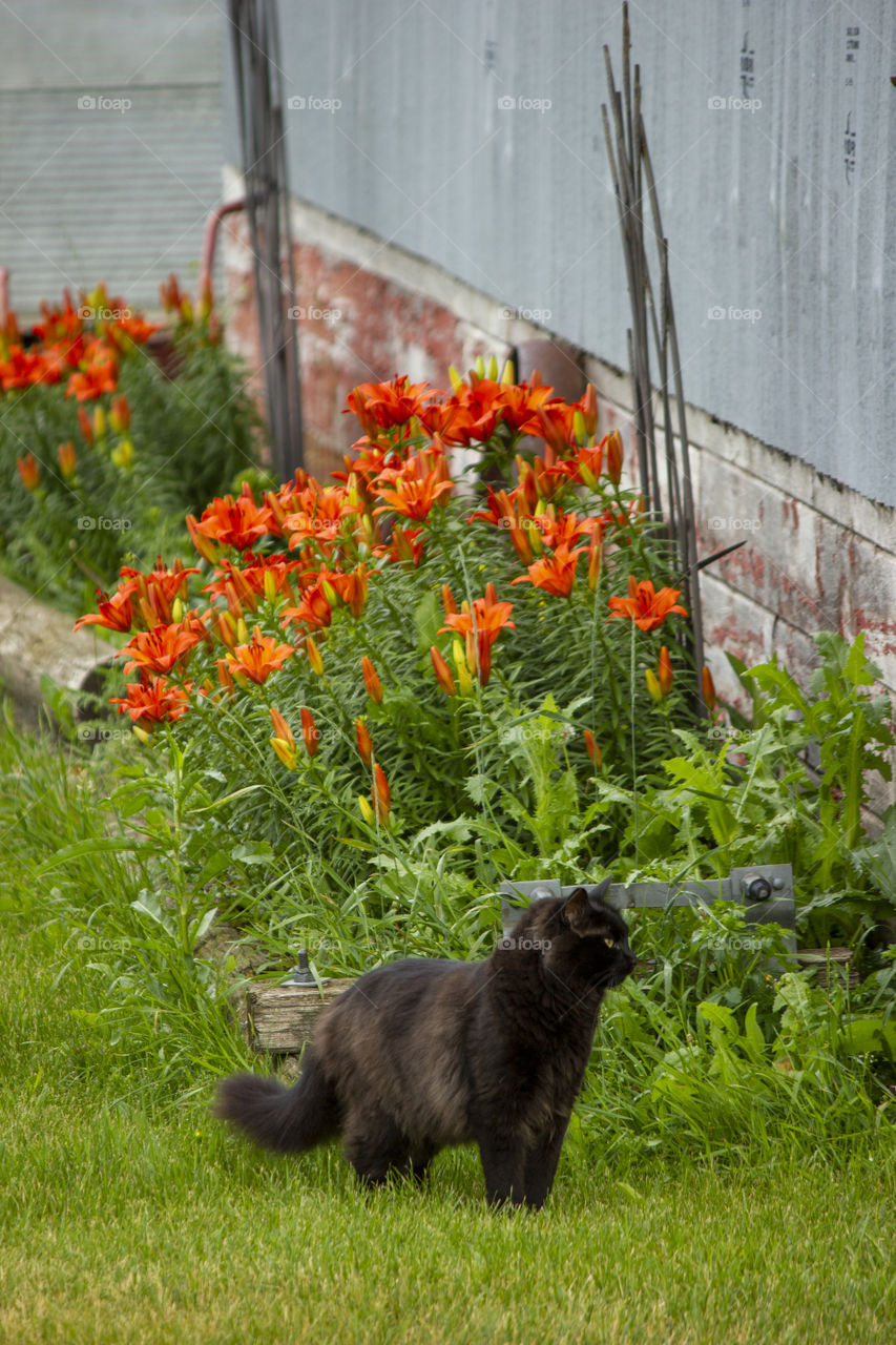Black long hair cat in front of orange lilies