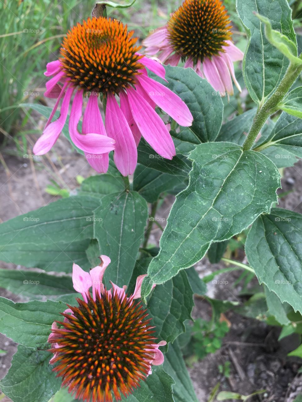 Echinacea lifecycle 
