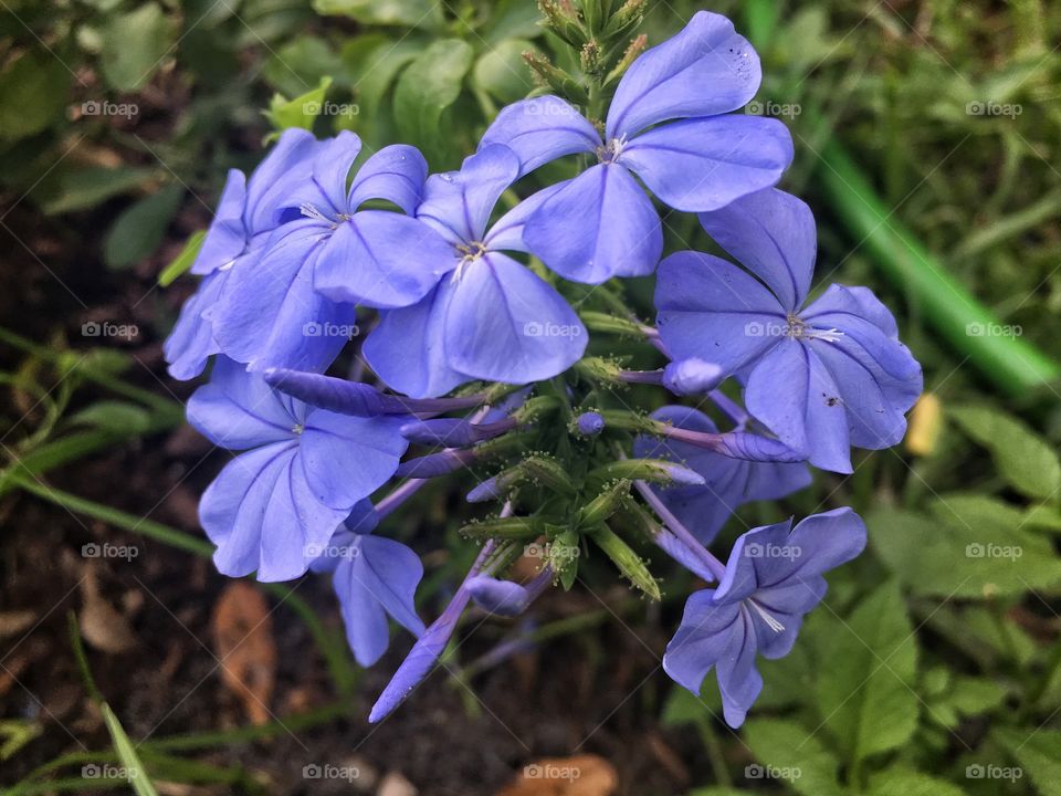 Beautiful blue flowers in the garden are in bloom 