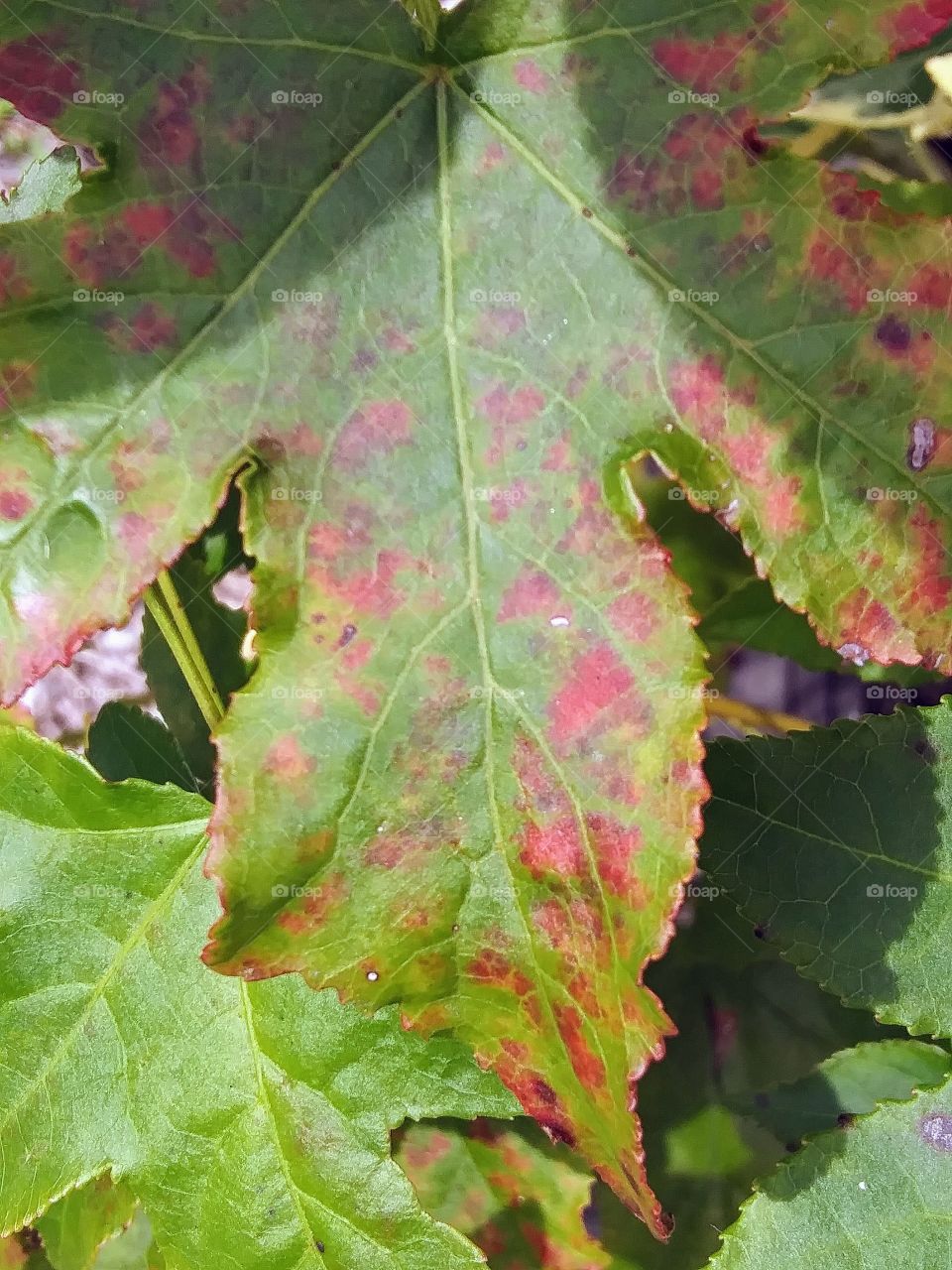 red spots on a leaf