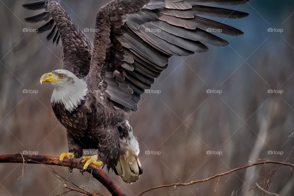 Bald eagle lifting off