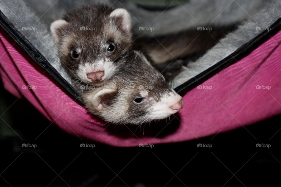 Two ferrets cuddling in a hammock