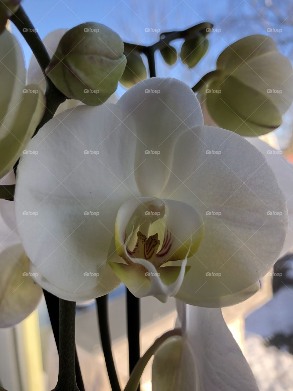 White Phalaenopsis