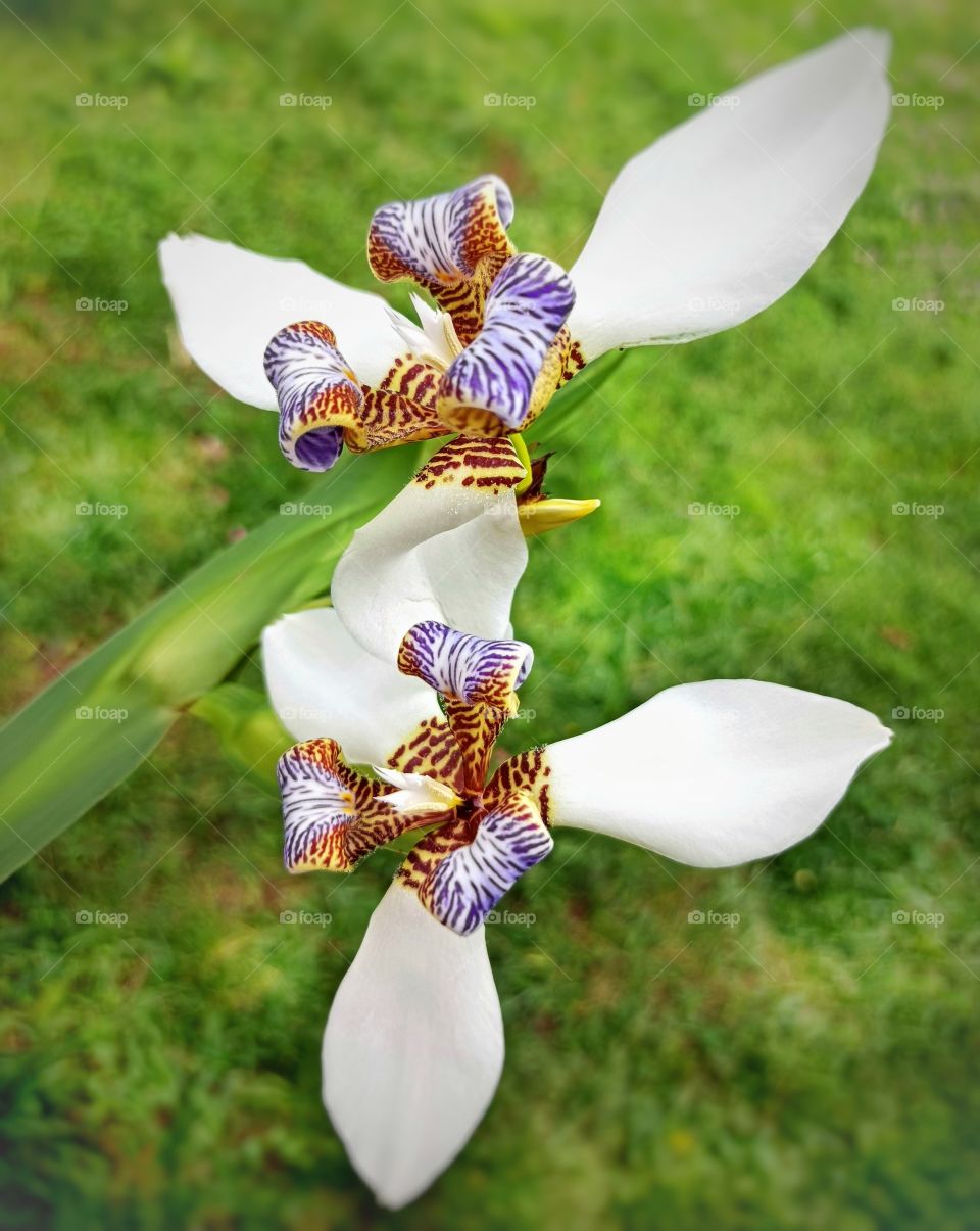 Two iris flowers