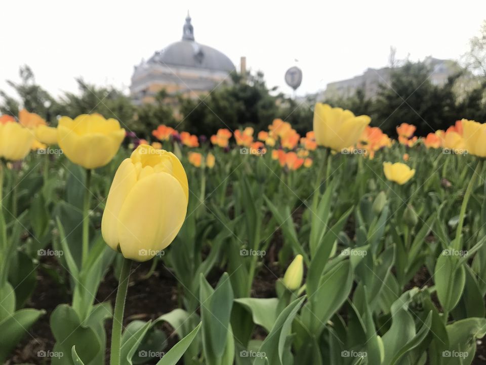 Beautiful flowers blooming in Oslo at spring in royal palace garden