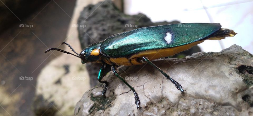 Buprestidae is a family of beetles known as ornamental beetles because of the shiny color on their bodies.