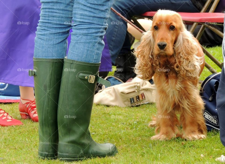 Spaniel spectator