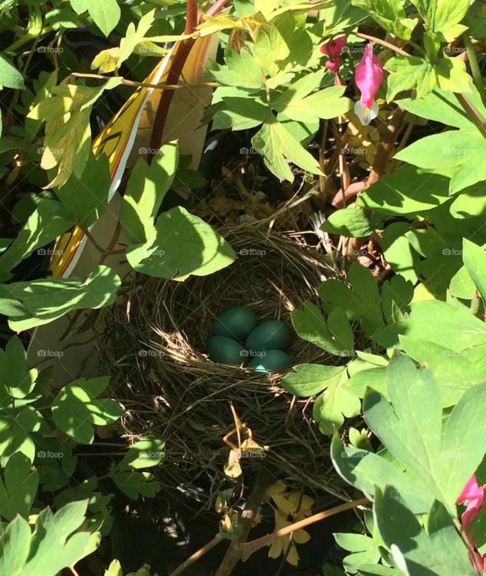 Robin Eggs in Spring