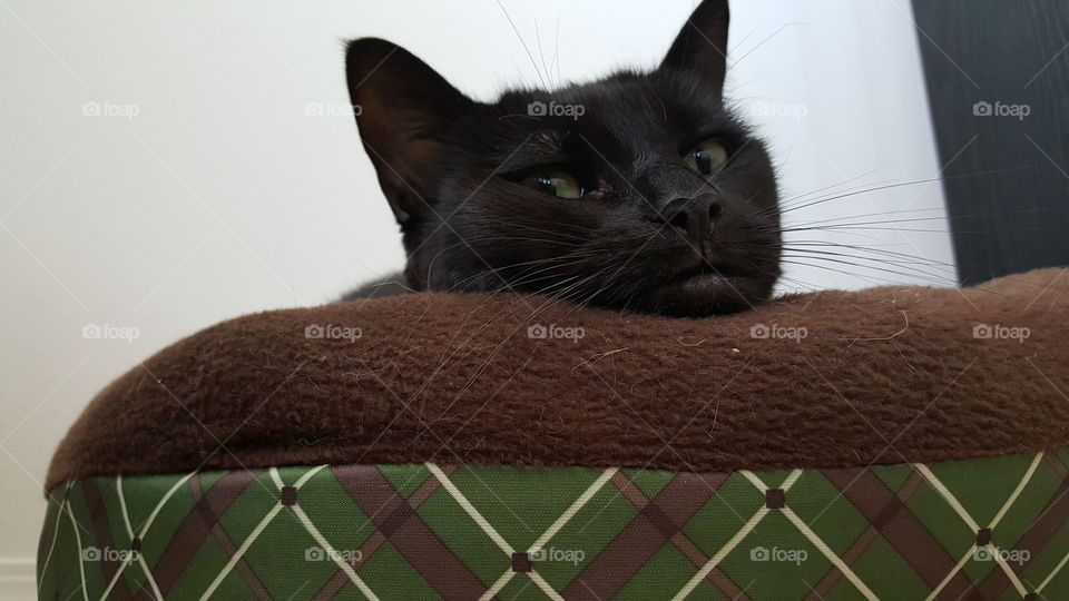 Make no mistake; I am ferocious!