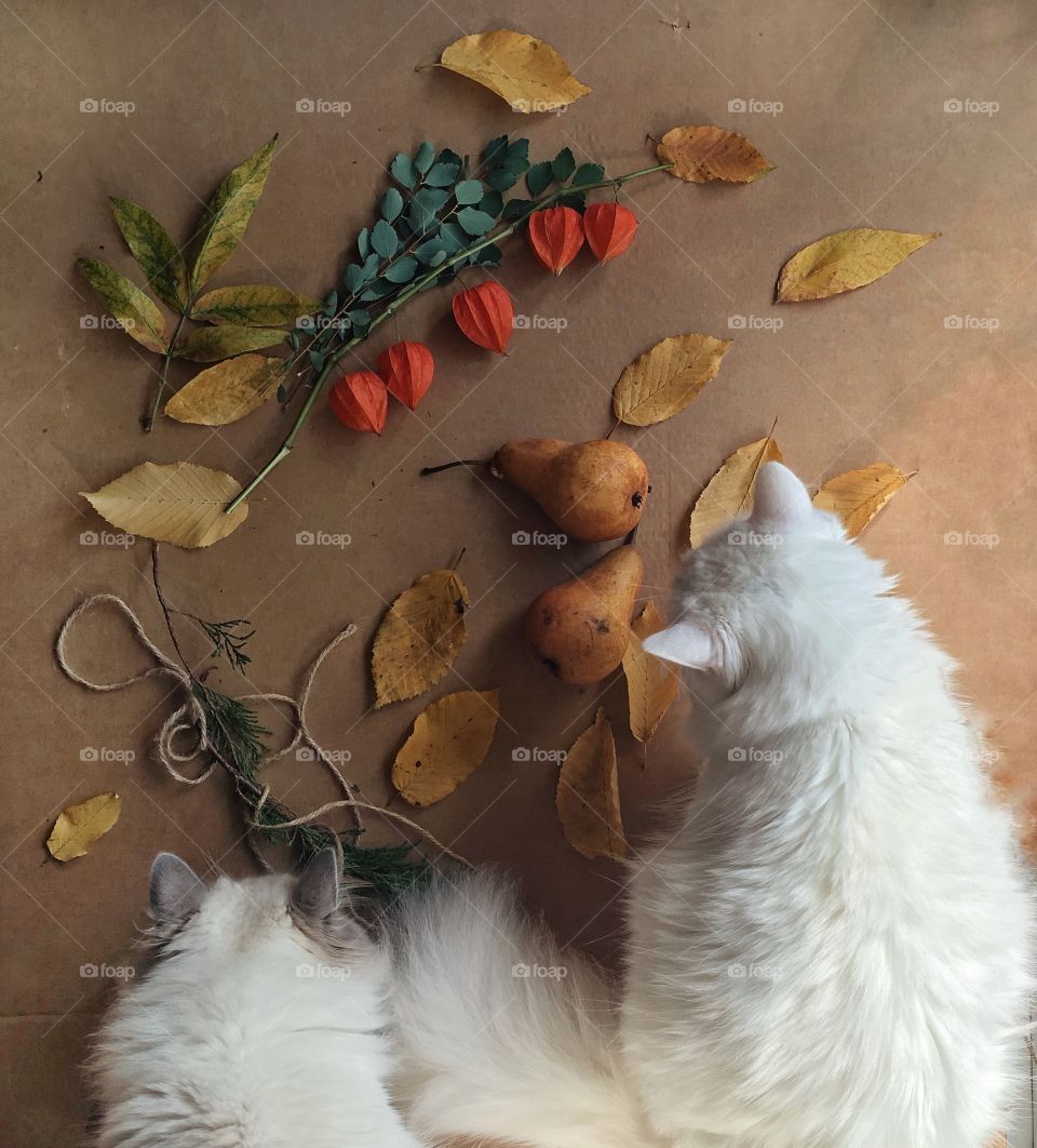 Cats and autumn 