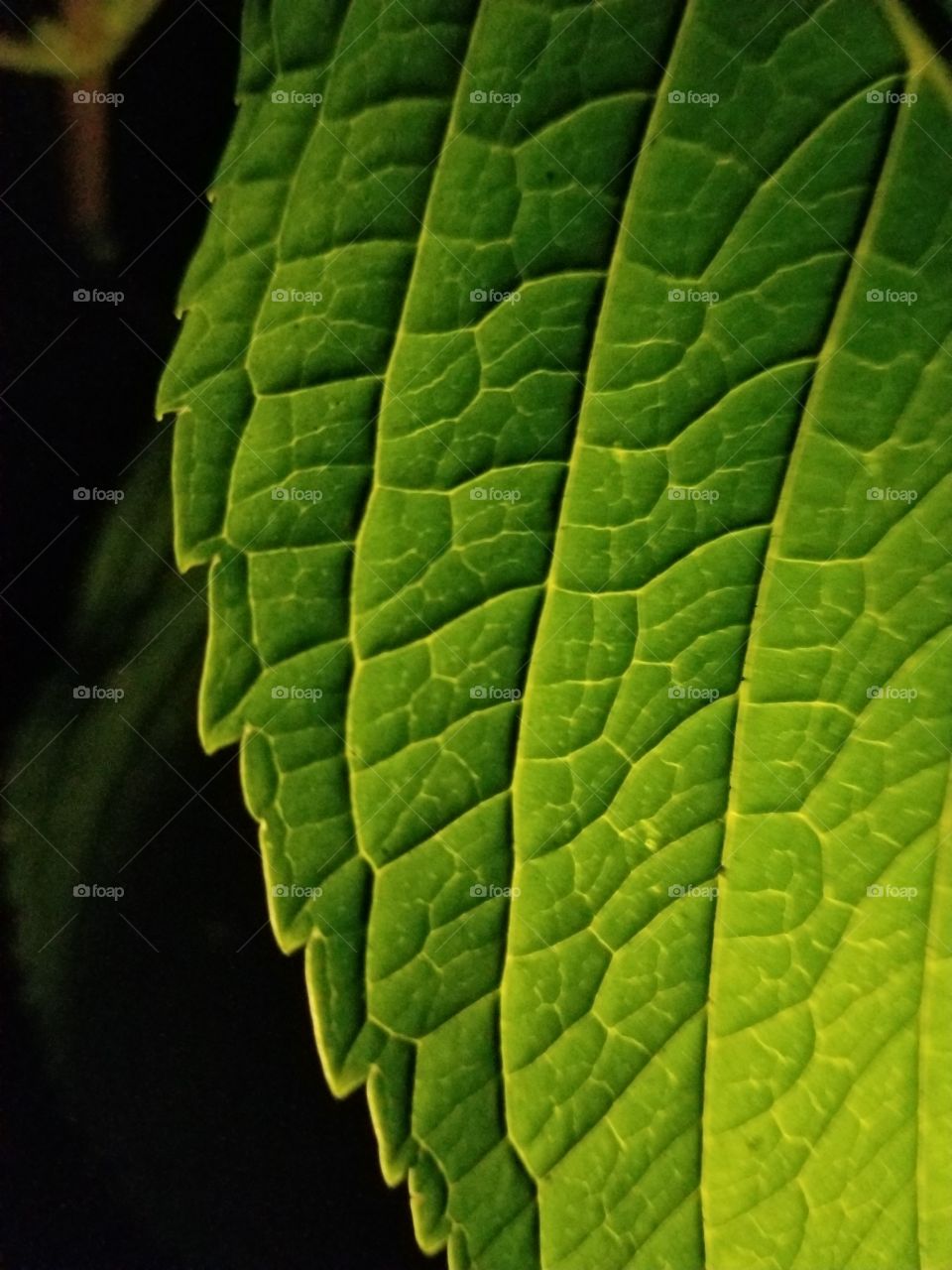 Hydrangea Leaf