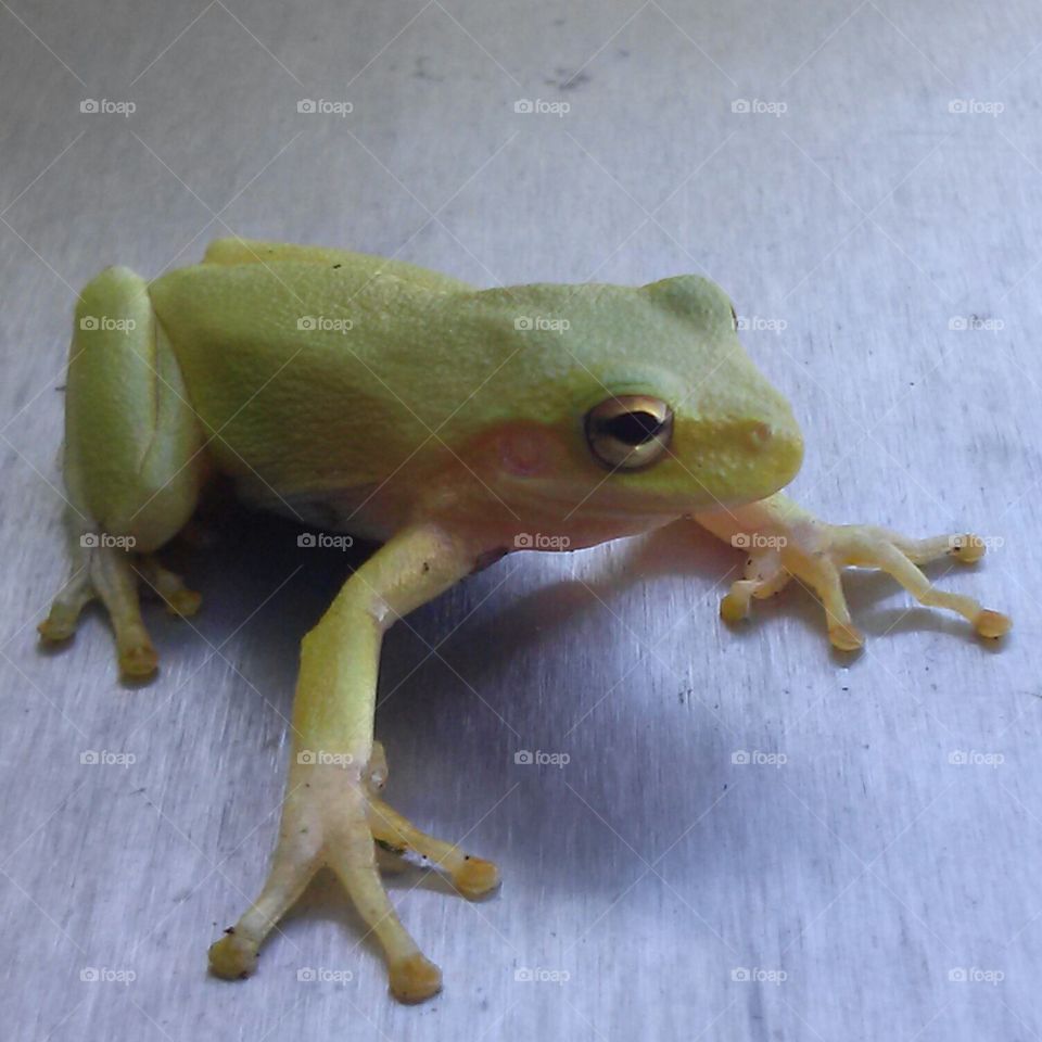 Sweet frog. found a little friend...