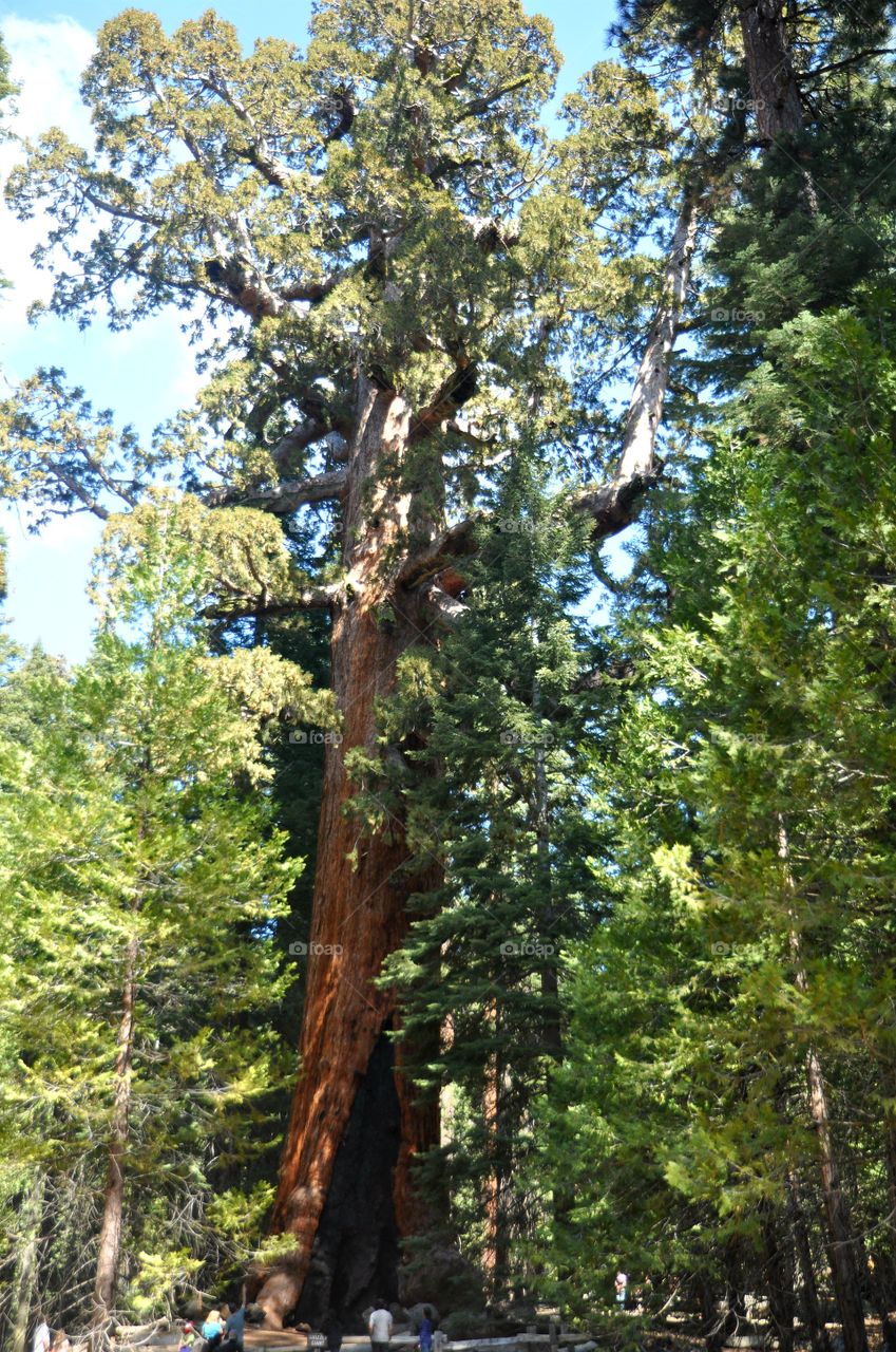 Tallest redwood tree