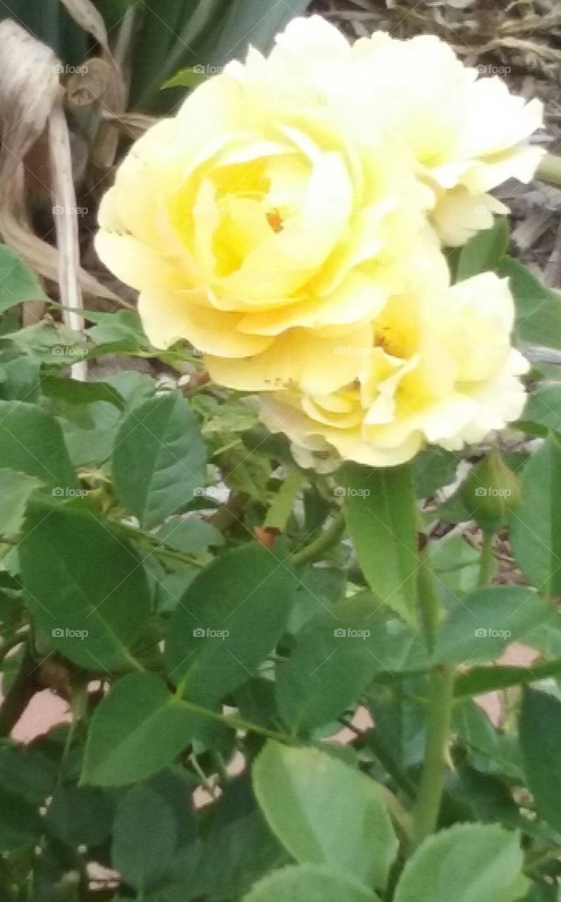 Hugging, a pair of yellow roses as bright as the sun bathing them.