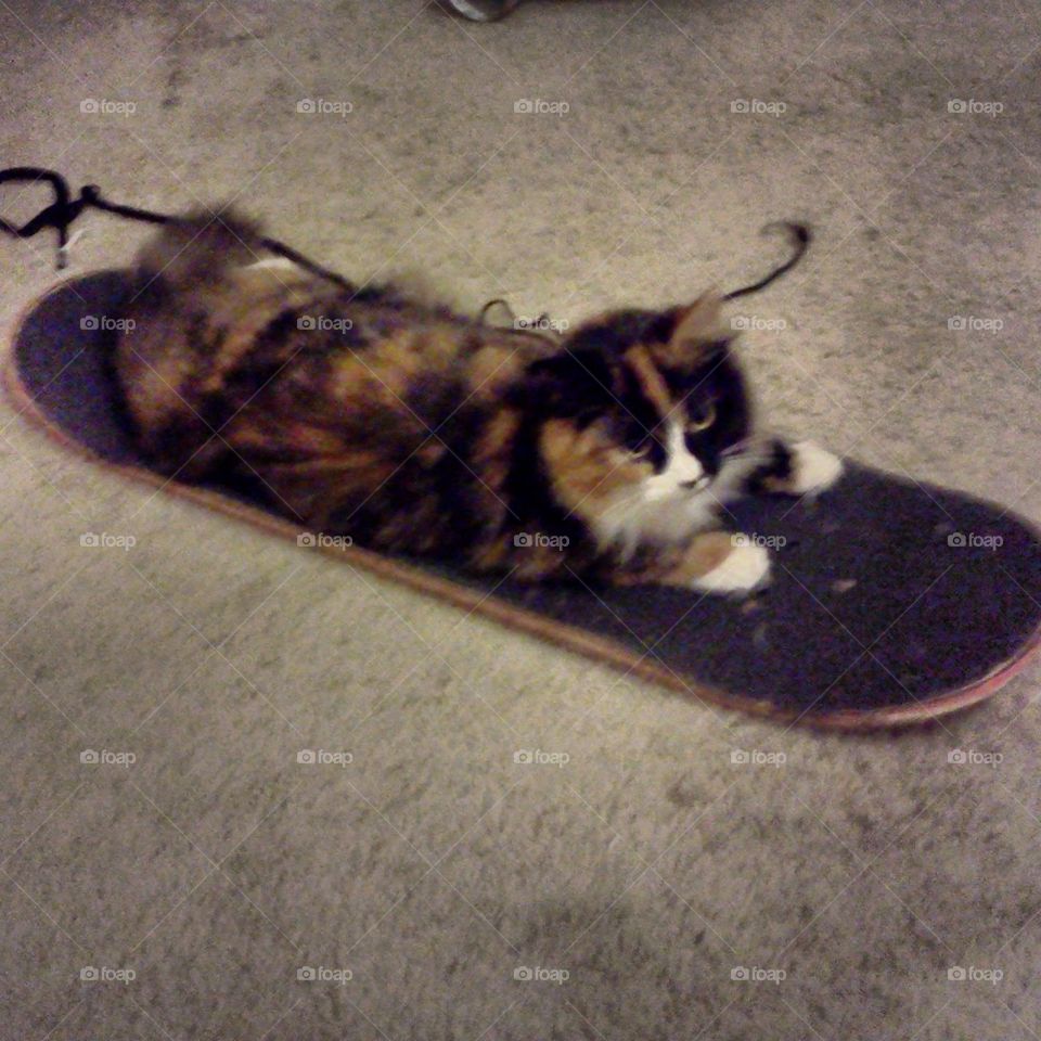 skating katty