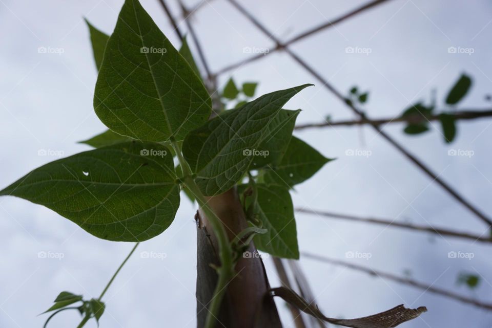 Plant#nature#sky