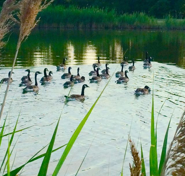 Pond