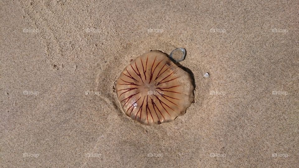 Wobbly jellyfish