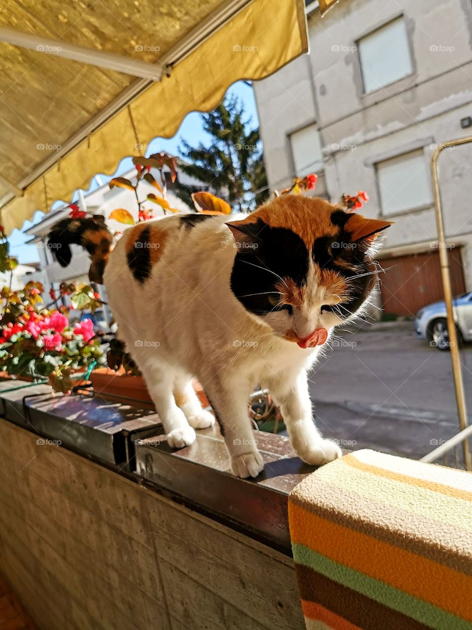 The cat that walks on the balcony