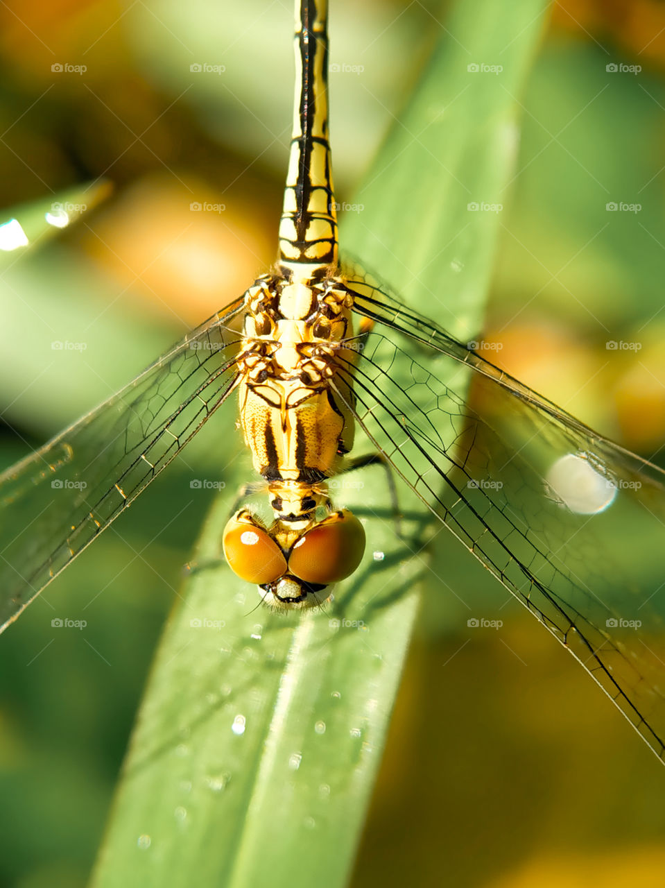 A dragonfly is perching on a green grass leaf.