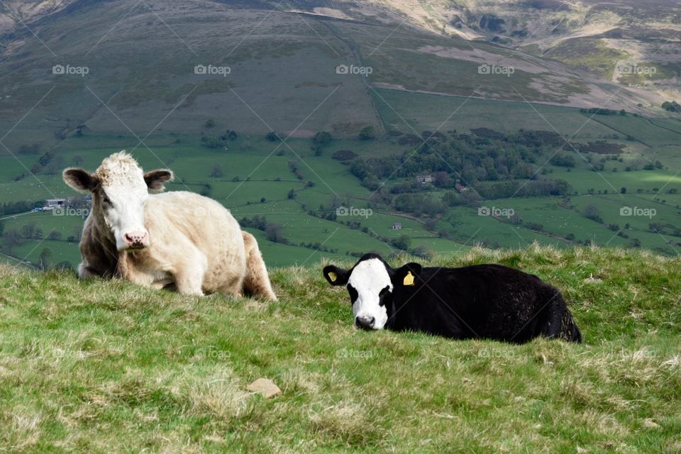 Two cows laying down in a field
