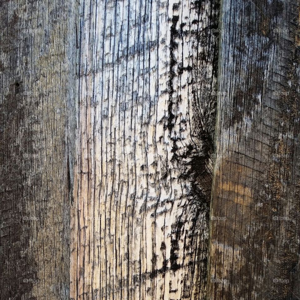 Abstract Tree Bark