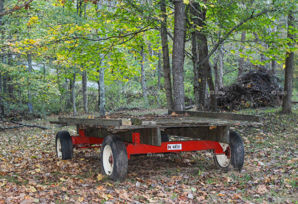 Farm wagon in the woods