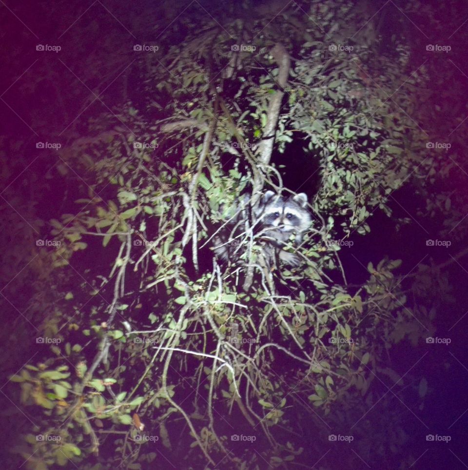 Raccoon Hiding In Tree