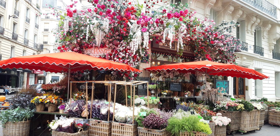 Flower in Paris