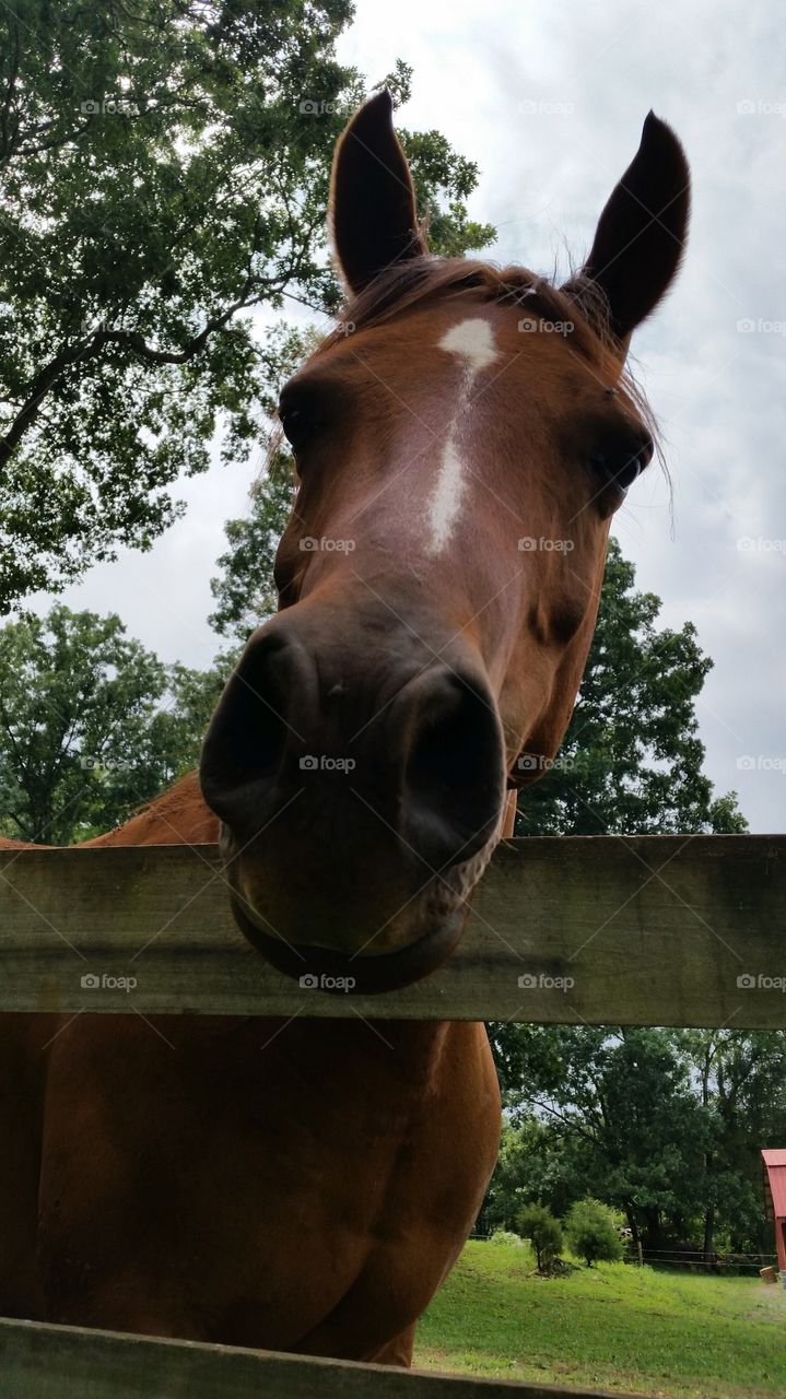 Hello horse