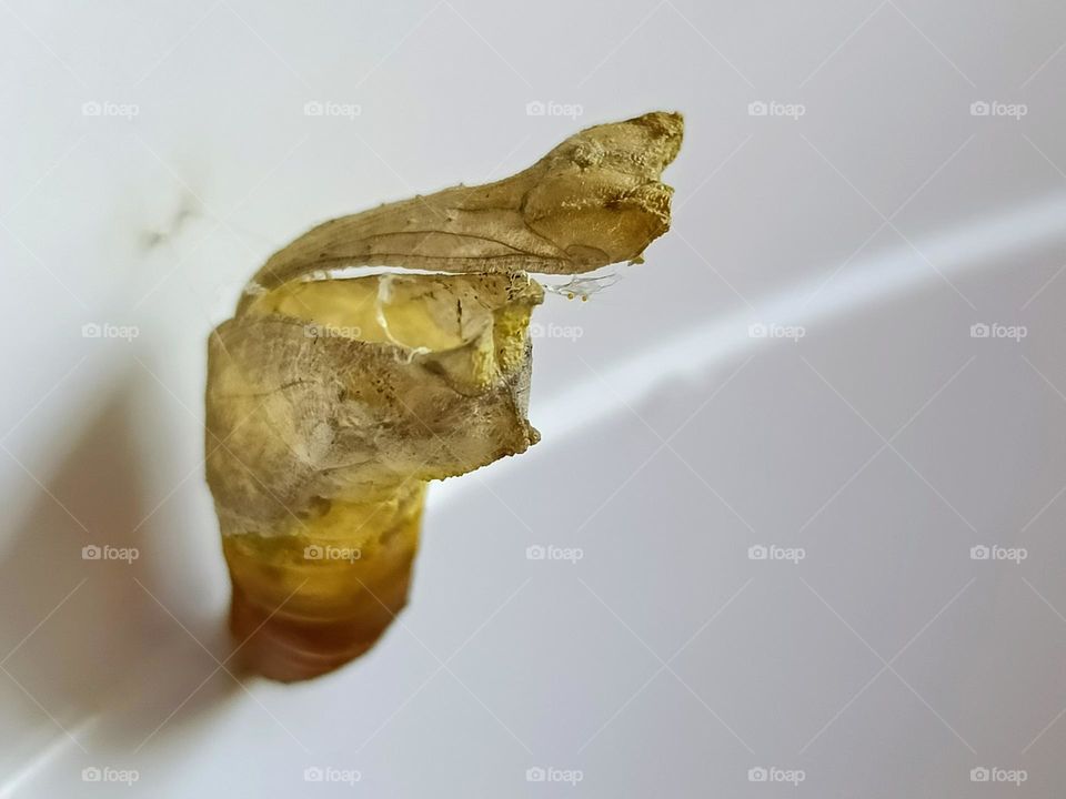 The pupa shell of Common Lime Butterfly attached to the white container.