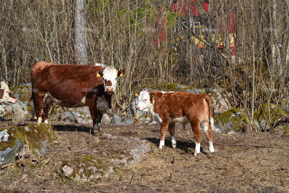 cow and calf