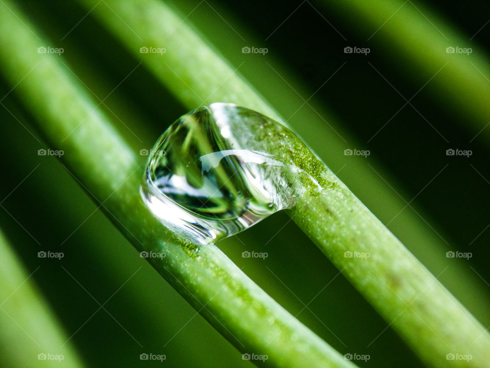 water droplet resting on two green stems